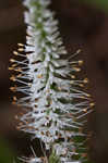 Culver's root